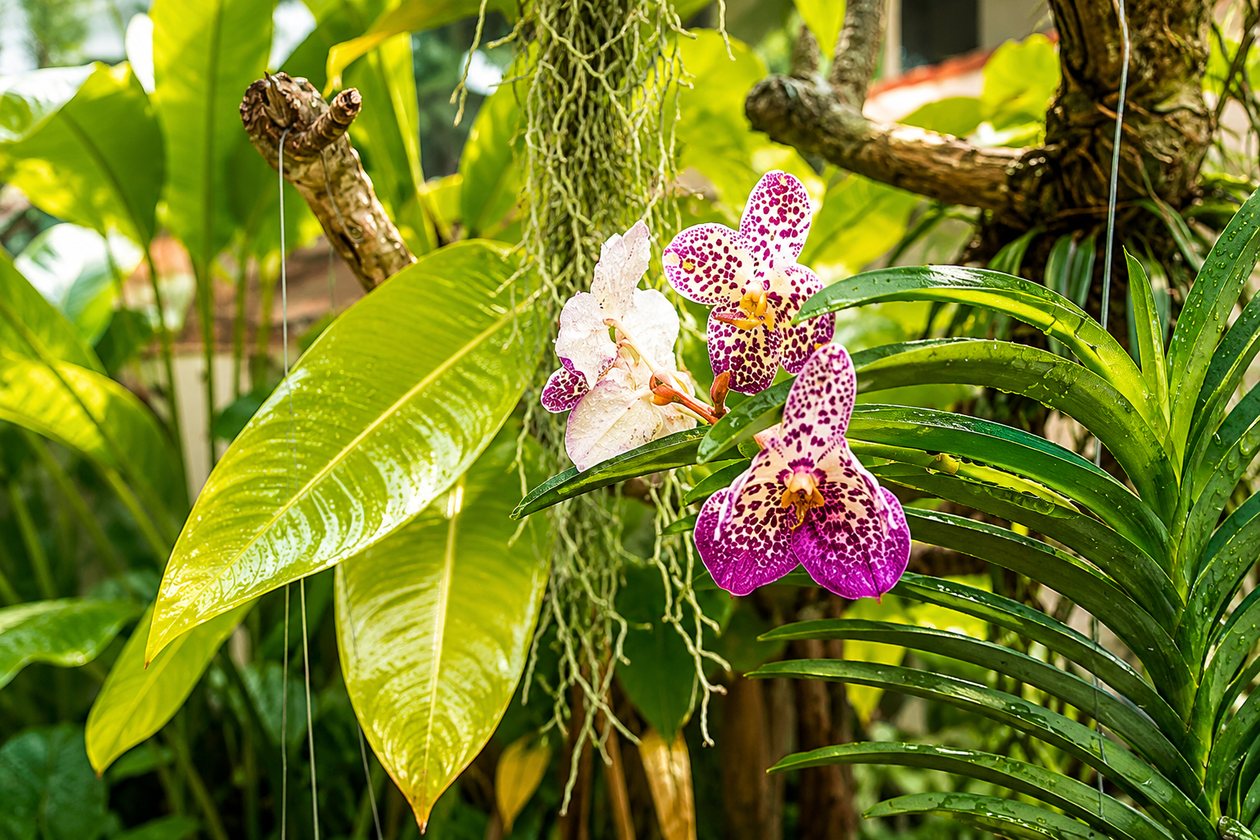 Wild orchids growing in the garden