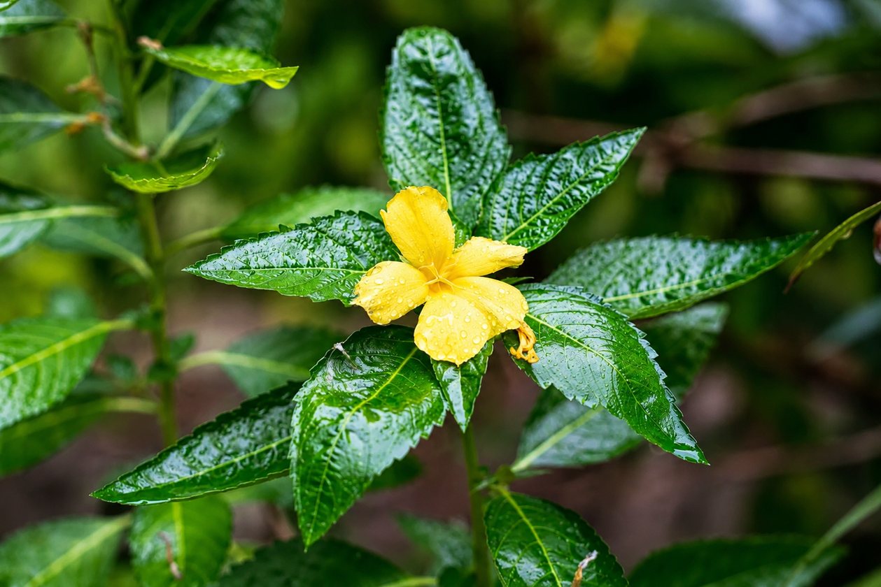 Yellow blossom in the tropical garden