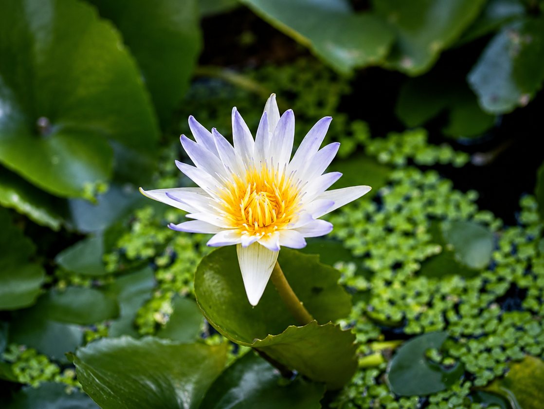 Lotus flower in the garden pond
