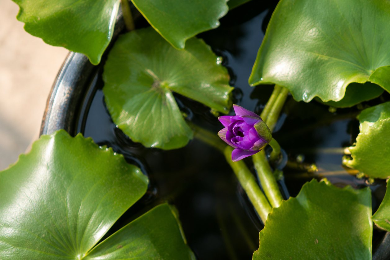 Purple water lily blooming on the pond